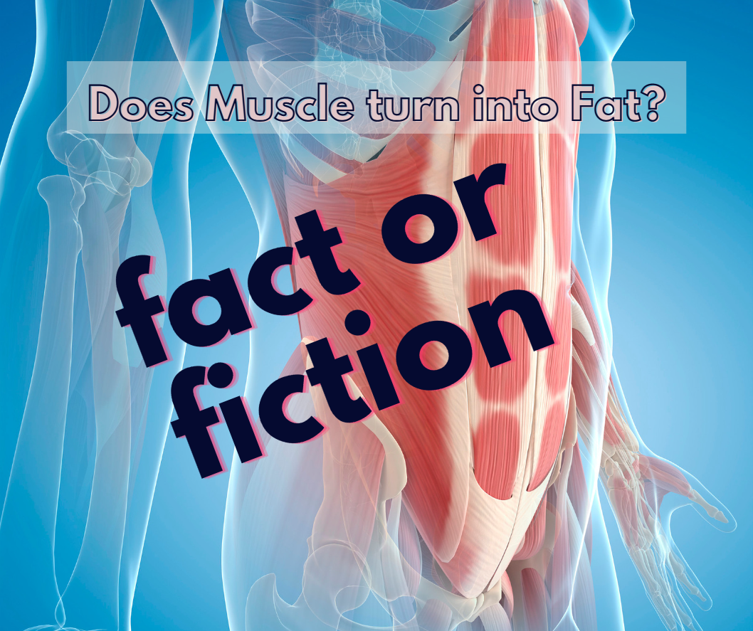Does muscle turn into fat?